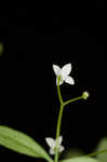 Bluntleaf bedstraw